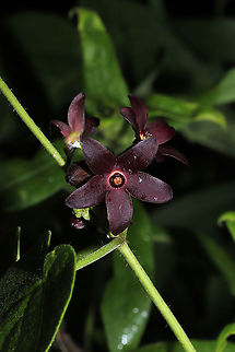 Maroon Carolina Milkvine (Matelea carolinensis) At a dense mixed forest edge. Geotagged,Maroon Carolina Milkvine,Matelea carolinensis,Summer,United States