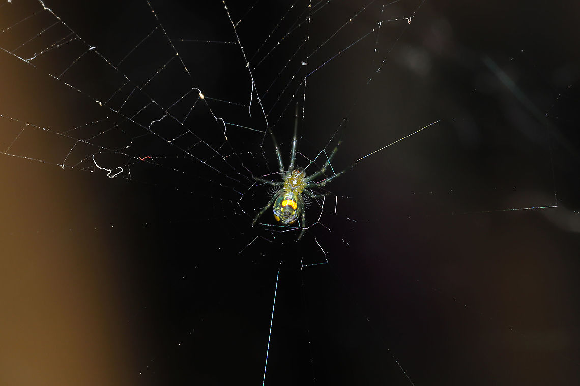 Mabel Orchard Orbweaver (Leucauge argyrobapta) On a porch at the disturbed edge of a dense mixed forest.<br />
<br />
Excuse the rough photo. The heat here has been brutal, but I just had to get a shot of this tiny spider that Jason spotted! Geotagged,Leucauge argyrobapta,Summer,United States