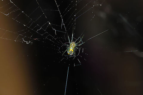 Mabel Orchard Orbweaver (Leucauge argyrobapta) On a porch at the disturbed edge of a dense mixed forest.

Excuse the rough photo. The heat here has been brutal, but I just had to get a shot of this tiny spider that Jason spotted! Geotagged,Leucauge argyrobapta,Summer,United States