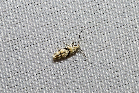 White Stripe-backed Moth (Arogalea cristifasciella) At a 395nm UV light setup at the edge of a dense mixed forest. Arogalea cristifasciella,Geotagged,Stripe-backed Moth,Summer,United States