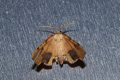 Fervid Plagodis Moth (Plagodis fervidaria) at a 395nm UV light setup at the edge of a dense mixed forest. Fervid Plagodis,Geotagged,Plagodis fervidaria,Summer,United States