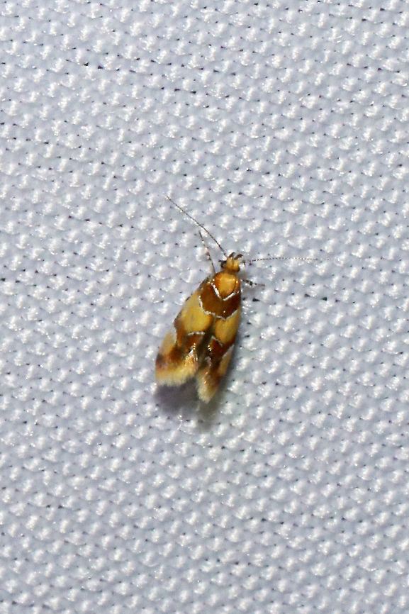 Orange-headed Epicallima Moth (Epicallima argenticinctella) At a 395nm UV light at a dense mixed forest edge. Epicallima argenticinctella,Geotagged,Orange-headed Epicallima Moth,Summer,United States