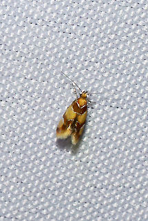 Orange-headed Epicallima Moth (Epicallima argenticinctella) At a 395nm UV light at a dense mixed forest edge. Epicallima argenticinctella,Geotagged,Orange-headed Epicallima Moth,Summer,United States