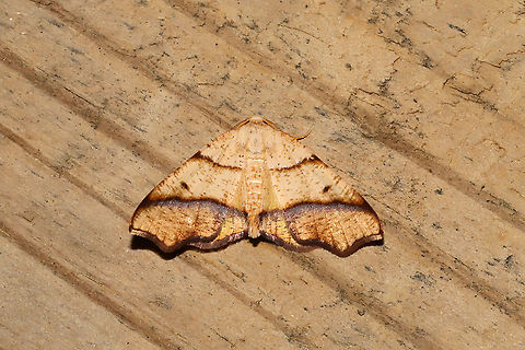 Hollow-Spotted Plagodis (Plagodis alcoolaria) Came to a 395nm UV light at the edge of a dense mixed forest. Geotagged,Hollow-spotted plagodis,Plagodis alcoolaria,Summer,United States