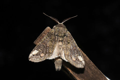Oblique Heterocampa Moth (Heterocampa obliqua) At a 395nm UV light setup at a dense mixed forest edge. Geotagged,Heterocampa obliqua,Oblique Heterocampa,Summer,United States
