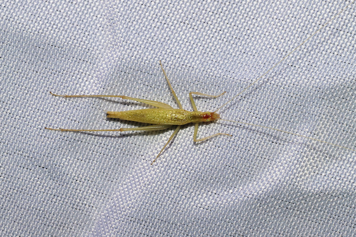 Narrow-winged Tree Cricket (Oecanthus niveus) At a 395nm UV light at the edge of a dense mixed forest. Geotagged,Oecanthus niveus,Summer,United States