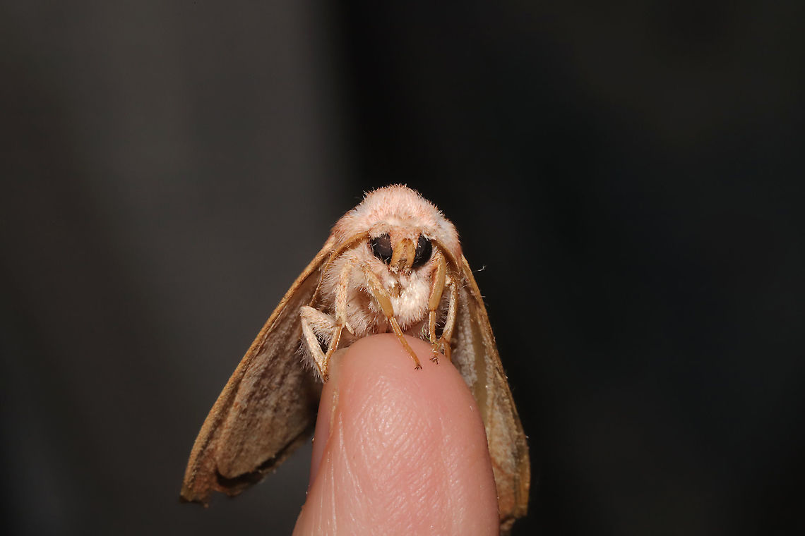 White-dotted Prominent Moth (Nadata gibbosa) This old individual hitchhiked inside on my clothing and wanted to hang out for a bit.<br />
<figure class="photo"><a href="https://www.jungledragon.com/image/97966/white-dotted_prominent_moth_nadata_gibbosa.html" title="White-dotted Prominent Moth (Nadata gibbosa)"><img src="https://s3.amazonaws.com/media.jungledragon.com/images/3231/97966_thumb.jpg?AWSAccessKeyId=05GMT0V3GWVNE7GGM1R2&Expires=1767225610&Signature=9D4GQvk7pHzuNRecnUtRRH%2BsEDs%3D" width="200" height="134" alt="White-dotted Prominent Moth (Nadata gibbosa) This old individual hitchhiked inside on my clothing and wanted to hang out for a bit. <br />
https://www.jungledragon.com/image/97965/white-dotted_prominent_moth_nadata_gibbosa.html Geotagged,Nadata gibbosa,Rough prominent,Summer,United States" /></a></figure> Geotagged,Nadata gibbosa,Rough prominent,Summer,United States