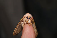 White-dotted Prominent Moth (Nadata gibbosa) This old individual hitchhiked inside on my clothing and wanted to hang out for a bit.<br />
https://www.jungledragon.com/image/97966/white-dotted_prominent_moth_nadata_gibbosa.html Geotagged,Nadata gibbosa,Rough prominent,Summer,United States