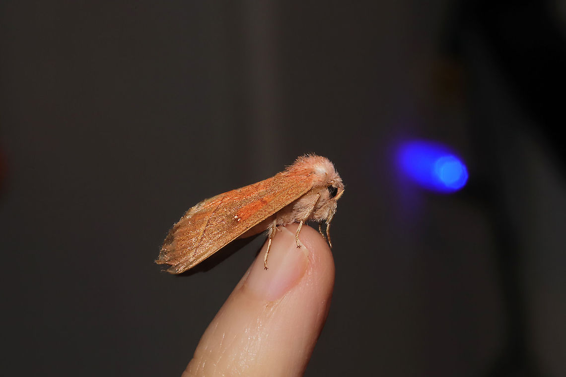 White-dotted Prominent Moth (Nadata gibbosa) This old individual hitchhiked inside on my clothing and wanted to hang out for a bit. <br />
<figure class="photo"><a href="https://www.jungledragon.com/image/97965/white-dotted_prominent_moth_nadata_gibbosa.html" title="White-dotted Prominent Moth (Nadata gibbosa)"><img src="https://s3.amazonaws.com/media.jungledragon.com/images/3231/97965_thumb.jpg?AWSAccessKeyId=05GMT0V3GWVNE7GGM1R2&Expires=1767225610&Signature=E0zimlACB3B%2BWQLOkBTXP3n%2BNms%3D" width="200" height="134" alt="White-dotted Prominent Moth (Nadata gibbosa) This old individual hitchhiked inside on my clothing and wanted to hang out for a bit.<br />
https://www.jungledragon.com/image/97966/white-dotted_prominent_moth_nadata_gibbosa.html Geotagged,Nadata gibbosa,Rough prominent,Summer,United States" /></a></figure> Geotagged,Nadata gibbosa,Rough prominent,Summer,United States
