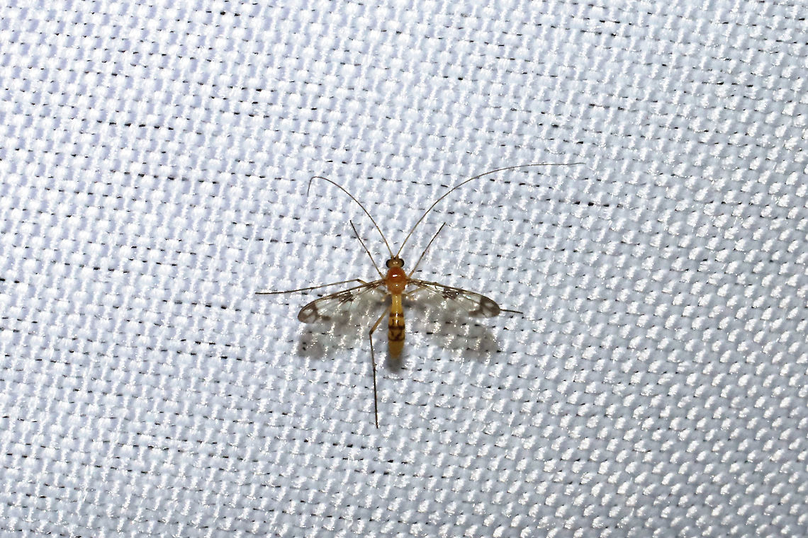 Macrocera sp.? At a 395nm UV light at the edge of a dense mixed forest. Geotagged,Summer,United States