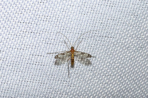 Macrocera sp.? At a 395nm UV light at the edge of a dense mixed forest. Geotagged,Summer,United States