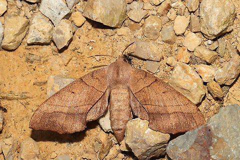 Walnut Sphinx (Amorpha juglandis) On a chert trail at the edge of a dense mixed forest (near hickory trees). It was being attacked by ants, so I relocated it to a better place. I'm not sure if it will survive, but I gave it my best shot! Amorpha juglandis,Geotagged,Moth Week,Moth Week 2020,National Moth Week,Summer,United States,Walnut sphinx,moth,moths