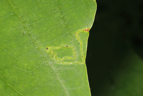 Tulip Tree Leaf Miner (Phyllocnistis liriodendronella) Not sure of this ID. On Liriodendron tulipifera at the edge of a dense mixed forest.. Geotagged,Lepidoptera,Moth Week,Moth Week 2020,National Moth Week,Phyllocnistis liriodendronella,Summer,United States,moth,moths