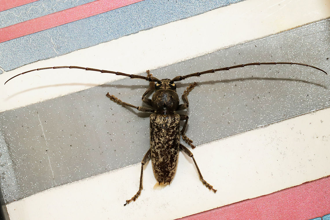 Robust Oak Borer (Enaphalodes atomarius) Excuse the &quot;fuzzy&quot; photo. I&#039;ve been struggling with the heat and humidity fogging up my camera (I need to start leaving it on the porch during the day I guess?). <br />
<br />
This large beetle was found on my front porch at the edge of a dense mixed forest. Enaphalodes atomarius,Geotagged,Summer,United States