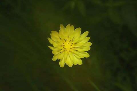 Carolina Desert-Chicory (Pyrrhopappus carolinianus) At the edge of a dense mixed forest, on a dirt roadside. My camera fogged up for this shot, but it actually turned out kind of nice Carolina False Dandelion,Geotagged,Pyrrhopappus carolinianus,Summer,United States