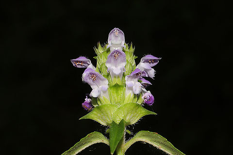 Lance Selfheal (Prunella vulgaris lanceolata) ON a dirt roadside at the edge of a dense mixed forest. Geotagged,Lance Selfheal,Prunella vulgaris lanceolata,Summer,United States
