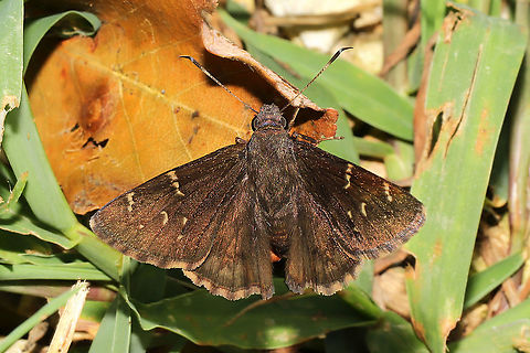 Northern Cloudywing (Thorybes pylades) Not entirely sure on this one, so feel free to correct me!
At a dense mixed forest edge. Geotagged,Northern Cloudywing,Summer,Thorybes pylades,United States