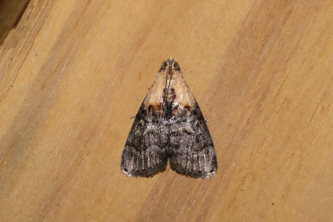 Striped Oak Webworm Moth (Pococera expandens) At a 365nm UV light setup at the edge of a dense mixed forest.<br />
<figure class="photo"><a href="https://www.jungledragon.com/image/98338/striped_oak_webworm_moth_pococera_expandens.html" title="Striped Oak Webworm Moth (Pococera expandens)"><img src="https://s3.amazonaws.com/media.jungledragon.com/images/3231/98338_thumb.jpg?AWSAccessKeyId=05GMT0V3GWVNE7GGM1R2&Expires=1759968010&Signature=SUKOQSgRd3AS9gF7PcXlpgzKEGY%3D" width="200" height="134" alt="Striped Oak Webworm Moth (Pococera expandens) At a 365nm UV light setup at the edge of a dense mixed forest. <br />
https://www.jungledragon.com/image/98337/striped_oak_webworm_moth_pococera_expandens.html Geotagged,International Moth Week,Lepidoptera,Moth Week,Moth Week 2020,National Moth Week,Pococera expandens,Striped oak webworm moth,Summer,United States,moth,moth week,moths" /></a></figure> Geotagged,International Moth Week,Lepidoptera,Moth Week,Moth Week 2020,National Moth Week,Pococera expandens,Striped oak webworm moth,Summer,United States,moth,moth week,moths