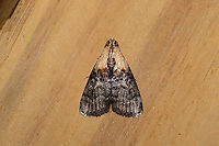 Striped Oak Webworm Moth (Pococera expandens) At a 365nm UV light setup at the edge of a dense mixed forest.<br />
https://www.jungledragon.com/image/98338/striped_oak_webworm_moth_pococera_expandens.html Geotagged,International Moth Week,Lepidoptera,Moth Week,Moth Week 2020,National Moth Week,Pococera expandens,Striped oak webworm moth,Summer,United States,moth,moth week,moths