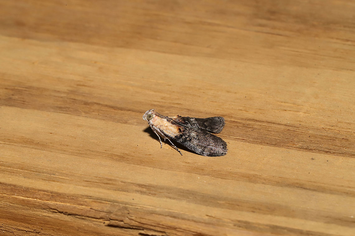 Striped Oak Webworm Moth (Pococera expandens) At a 365nm UV light setup at the edge of a dense mixed forest. <br />
<figure class="photo"><a href="https://www.jungledragon.com/image/98337/striped_oak_webworm_moth_pococera_expandens.html" title="Striped Oak Webworm Moth (Pococera expandens)"><img src="https://s3.amazonaws.com/media.jungledragon.com/images/3231/98337_thumb.jpg?AWSAccessKeyId=05GMT0V3GWVNE7GGM1R2&Expires=1769040010&Signature=W5yByjigdKSJ2CdGIhQQEkDGY3o%3D" width="200" height="134" alt="Striped Oak Webworm Moth (Pococera expandens) At a 365nm UV light setup at the edge of a dense mixed forest.<br />
https://www.jungledragon.com/image/98338/striped_oak_webworm_moth_pococera_expandens.html Geotagged,International Moth Week,Lepidoptera,Moth Week,Moth Week 2020,National Moth Week,Pococera expandens,Striped oak webworm moth,Summer,United States,moth,moth week,moths" /></a></figure> Geotagged,International Moth Week,Lepidoptera,Moth Week,Moth Week 2020,National Moth Week,Pococera expandens,Striped oak webworm moth,Summer,United States,moth,moth week,moths