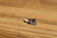 Striped Oak Webworm Moth (Pococera expandens) At a 365nm UV light setup at the edge of a dense mixed forest. <br />
https://www.jungledragon.com/image/98337/striped_oak_webworm_moth_pococera_expandens.html Geotagged,International Moth Week,Lepidoptera,Moth Week,Moth Week 2020,National Moth Week,Pococera expandens,Striped oak webworm moth,Summer,United States,moth,moth week,moths