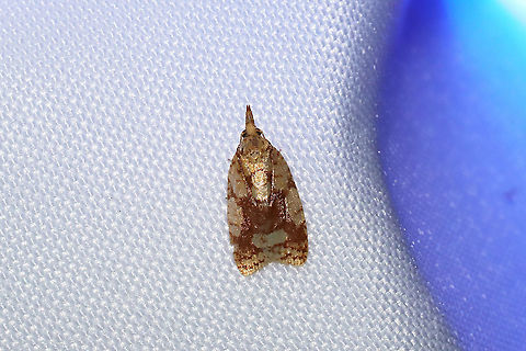 Cenopis ferreana At a 365nm UV light setup at the edge of a dense mixed forest. Geotagged,International Moth Week,Lepidoptera,Moth Week,Moth Week 2020,National Moth Week,Sparganothis ferreana,Summer,United States,moth,moth week,moths