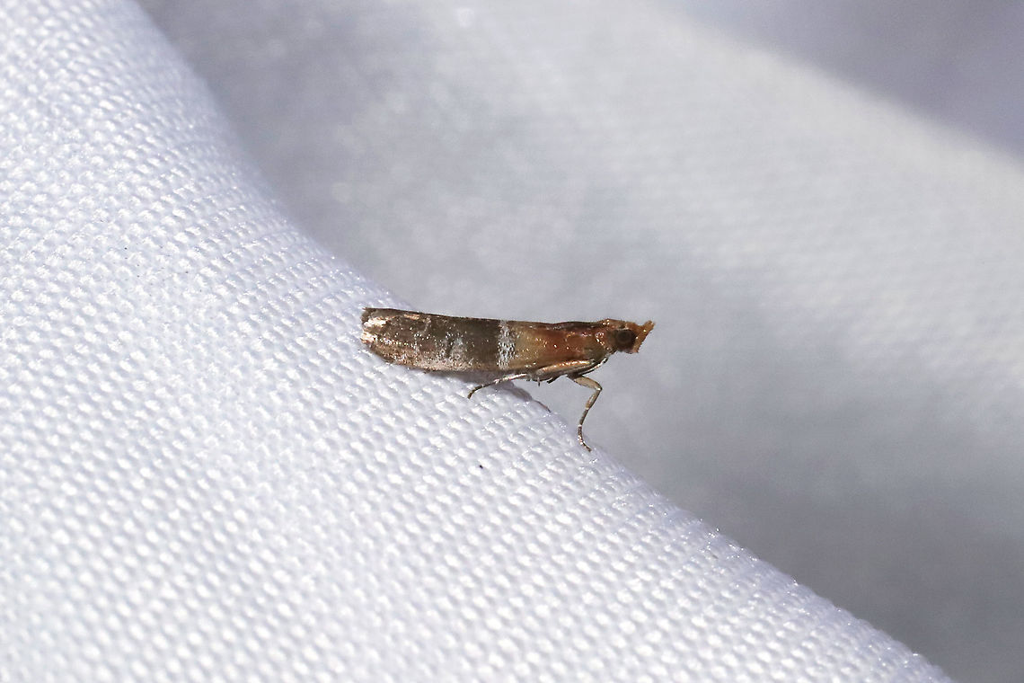Darker Moodna Moth (Moodna ostrinella) At a 365nm UV light setup at the edge of a dense mixed forest. Darker moodna moth,Geotagged,International Moth Week,Lepidoptera,Moodna ostrinella,Moth Week,Moth Week 2020,National Moth Week,Summer,United States,moth,moth week,moths