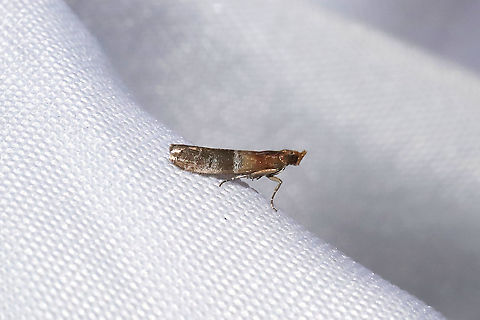 Darker Moodna Moth (Moodna ostrinella) At a 365nm UV light setup at the edge of a dense mixed forest. Darker moodna moth,Geotagged,International Moth Week,Lepidoptera,Moodna ostrinella,Moth Week,Moth Week 2020,National Moth Week,Summer,United States,moth,moth week,moths