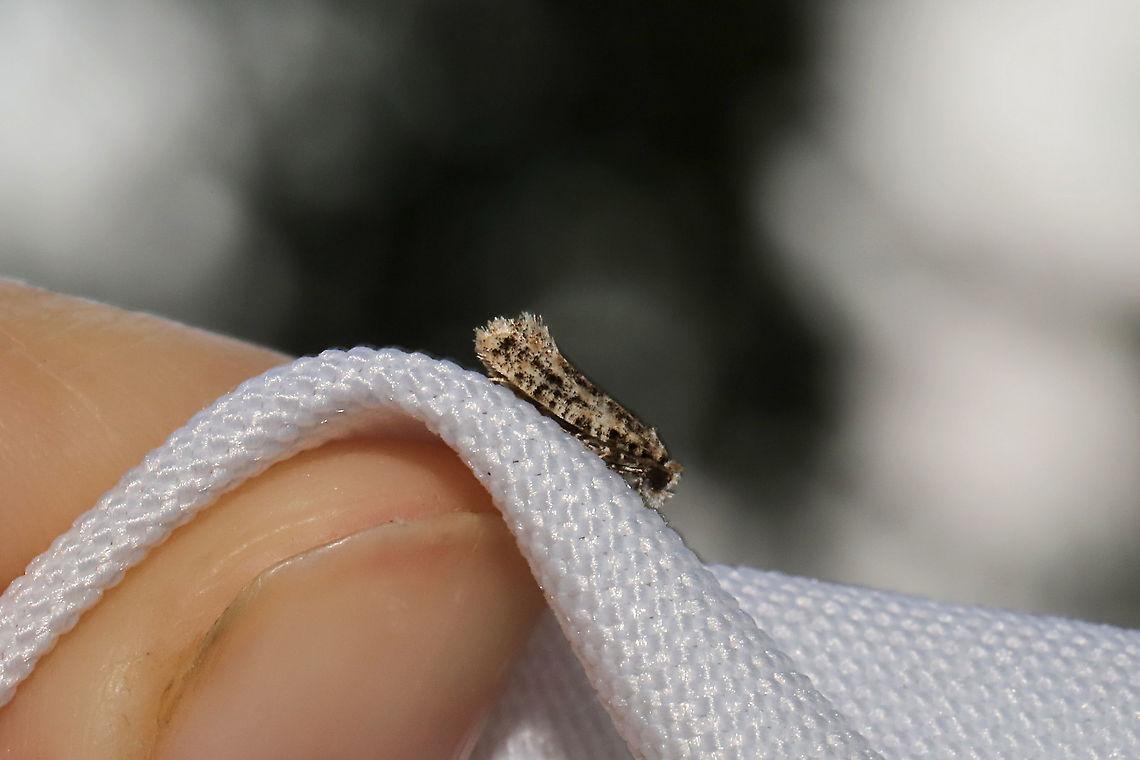 Tineid Moth At a 365nm UV light setup at the edge of a dense mixed forest. Working on this ID. Geotagged,International Moth Week,Lepidoptera,Moth Week,Moth Week 2020,National Moth Week,Summer,Tineid,Tineidae,United States,moth,moth week,moths