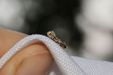 Tineid Moth At a 365nm UV light setup at the edge of a dense mixed forest. Working on this ID. Geotagged,International Moth Week,Lepidoptera,Moth Week,Moth Week 2020,National Moth Week,Summer,Tineid,Tineidae,United States,moth,moth week,moths