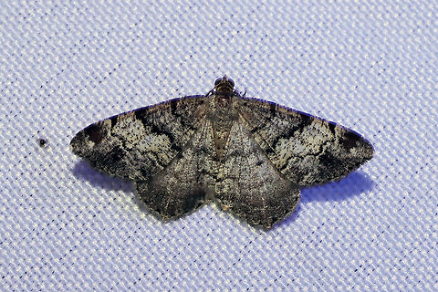 Granite Angle Moth (Macaria granitata) At a 365nm UV light setup at the edge of a dense mixed forest. Geotagged,Granite moth,International Moth Week,Lepidoptera,Macaria granitata,Moth Week,Moth Week 2020,National Moth Week,Summer,United States,moth,moth week,moths