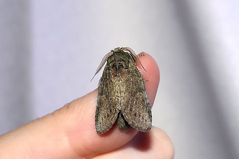 Saddled Prominent (Heterocampa guttivitta) At a 365nm UV light setup at the edge of a dense mixed forest. Geotagged,Heterocampa guttivitta,International Moth Week,Lepidoptera,Moth Week,Moth Week 2020,National Moth Week,Saddled prominent moth,Summer,United States,moth,moth week,moths