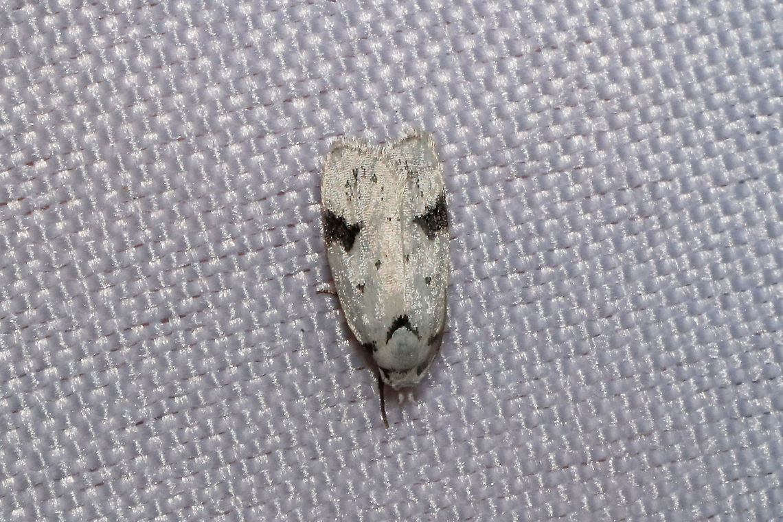 Black-marked Inga Moth (Inga sparsiciliella) At a 365nm UV light setup at the edge of a dense mixed forest.  Black-marked inga moth,Geotagged,Inga sparsiciliella,International Moth Week,Lepidoptera,Moth Week,Moth Week 2020,National Moth Week,Summer,United States,moth,moth week,moths
