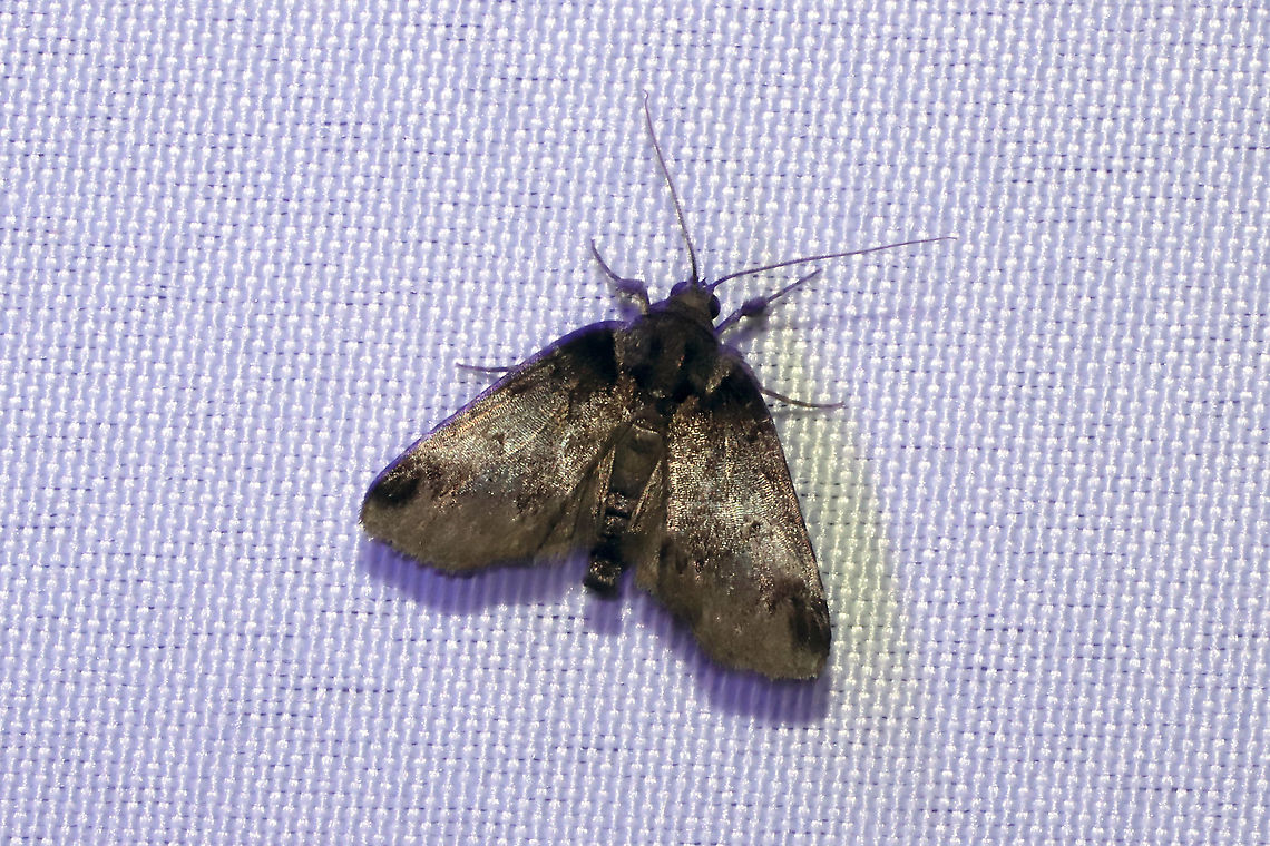 Baileya sp.? I&#039;m working on this ID as well. <br />
At a 365nm UV light at the edge of a dense mixed forest. Baileya,Geotagged,International Moth Week,Lepidoptera,Moth Week,Moth Week 2020,National Moth Week,Summer,United States,moth,moth week,moths