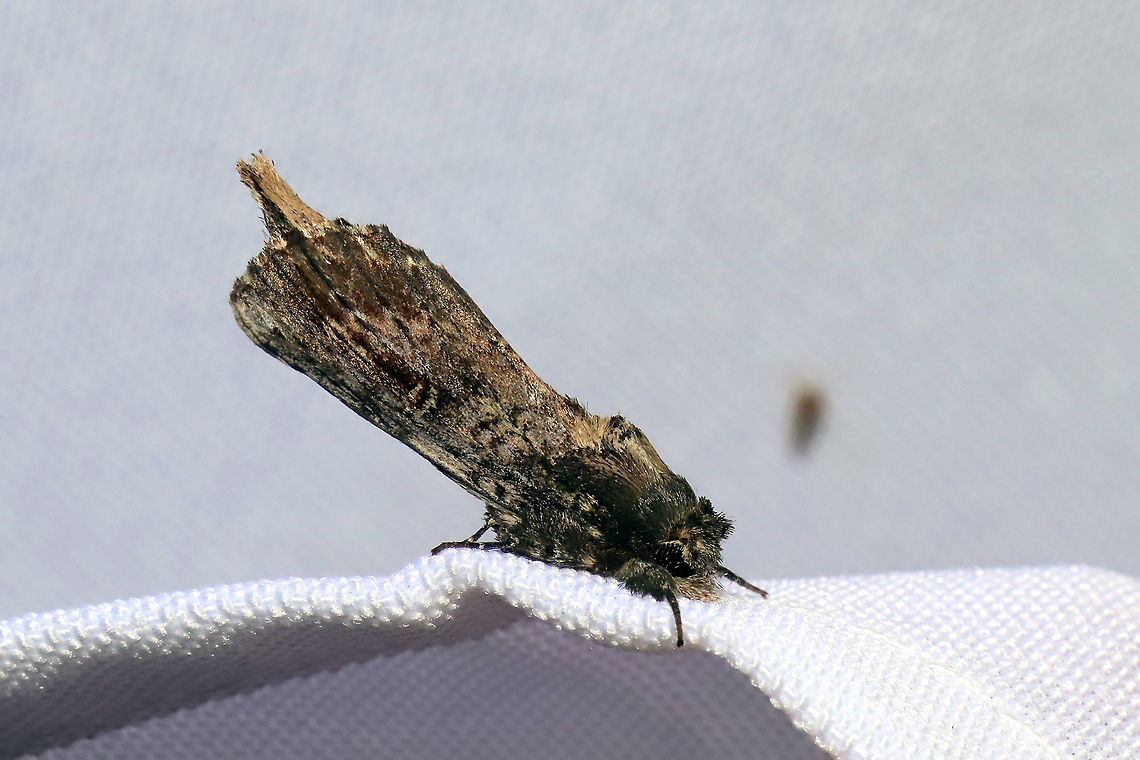 Morning-glory Prominent (Schizura ipomaeae) I&#039;m pretty sure this is a slightly worn individual. <br />
At a 365nm UV light setup at the edge of a dense mixed forest. Geotagged,International Moth Week,Lepidoptera,Morning-glory Prominent,Moth Week,Moth Week 2020,National Moth Week,Schizura ipomoeae,Summer,United States,moth,moth week,moths