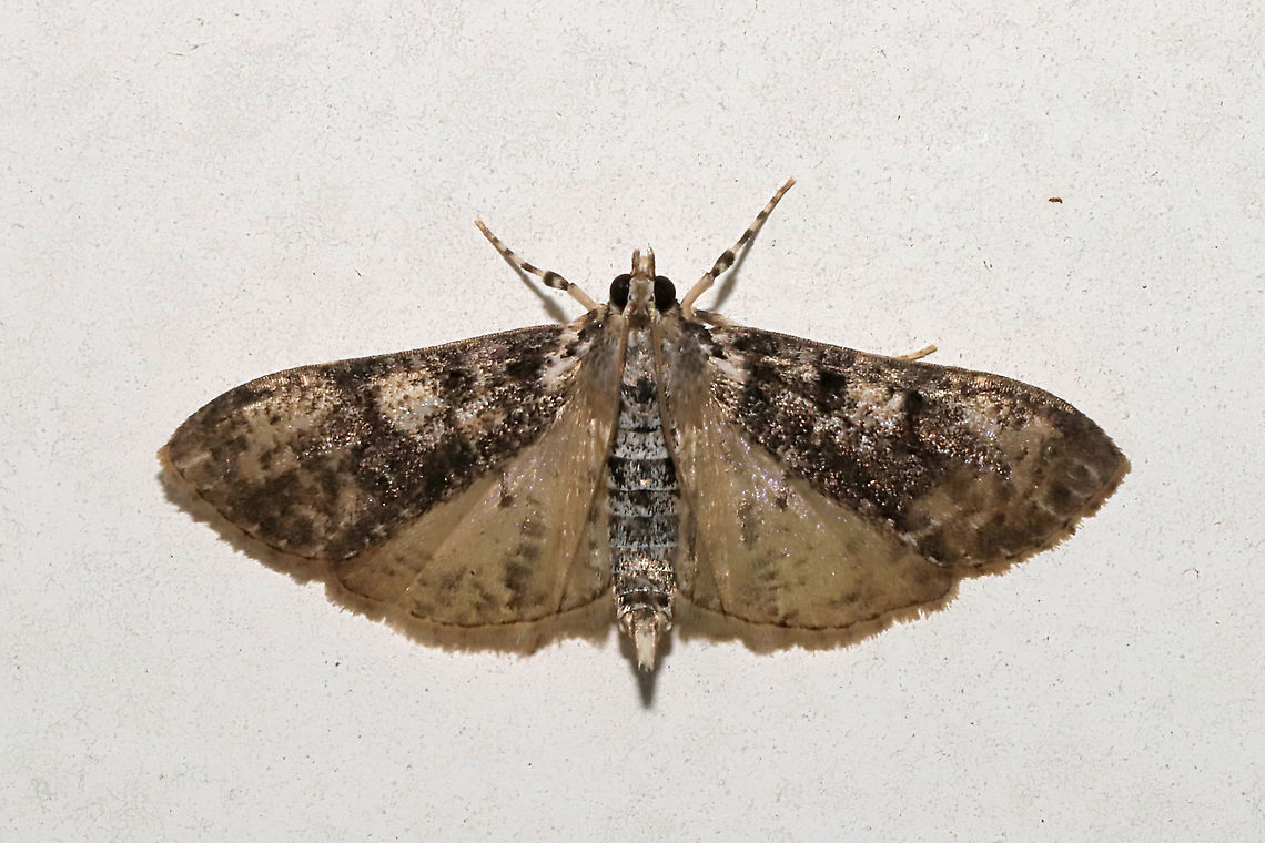 Splendid Palpita Moth (Palpita magniferalis) at a 365nm UV light setup at the edge of a dense mixed forest. Geotagged,International Moth Week,Lepidoptera,Moth Week,Moth Week 2020,National Moth Week,Palpita magniferalis,Splendid palpita snout moth,Summer,United States,moth,moth week,moths