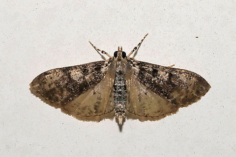 Splendid Palpita Moth (Palpita magniferalis) at a 365nm UV light setup at the edge of a dense mixed forest. Geotagged,International Moth Week,Lepidoptera,Moth Week,Moth Week 2020,National Moth Week,Palpita magniferalis,Splendid palpita snout moth,Summer,United States,moth,moth week,moths