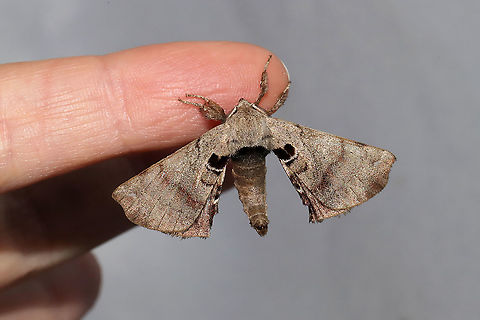 Spotted Apatelodes Moth (Apatelodes torrefacta) At a 365nm UV light setup at the edge of a dense mixed forest. Apatelodes torrefacta,Geotagged,International Moth Week,Lepidoptera,Moth Week,Moth Week 2020,National Moth Week,Spotted Apatelodes,Summer,United States,moth,moth week,moths