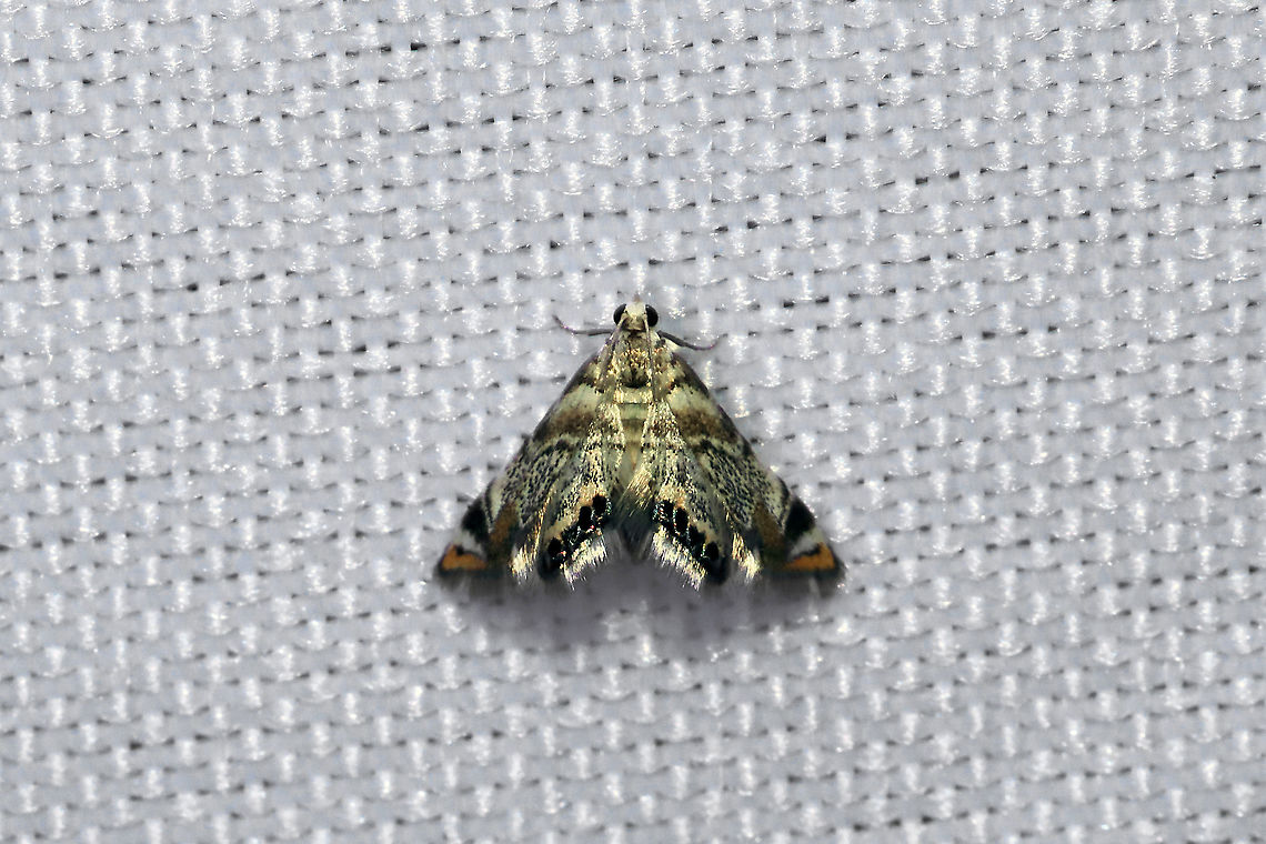 Dewy Leafcutter (Eoparargyractis irroratalis) Only caught a glimpse of this at my 365nm UV light setup before a grasshopper scared it away! RAWR! Eoparargyractis irroratalis,Geotagged,International Moth Week,Lepidoptera,Moth Week,Moth Week 2020,National Moth Week,Summer,United States,moth,moth week,moths