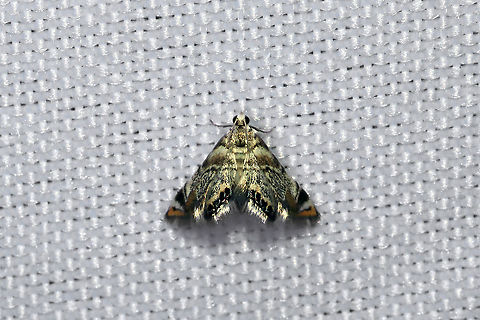 Dewy Leafcutter (Eoparargyractis irroratalis) Only caught a glimpse of this at my 365nm UV light setup before a grasshopper scared it away! RAWR! Eoparargyractis irroratalis,Geotagged,International Moth Week,Lepidoptera,Moth Week,Moth Week 2020,National Moth Week,Summer,United States,moth,moth week,moths