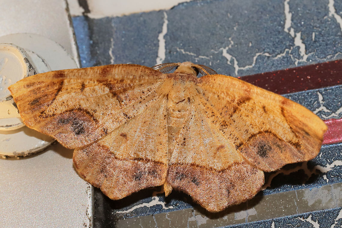 Friendly Probole Moth (Probole amicaria) At a 365nm UV light setup at the edge of a dense mixed forest. <br />
<figure class="photo"><a href="https://www.jungledragon.com/image/98422/friendly_probole_moth_probole_amicaria.html" title="Friendly Probole Moth (Probole amicaria)"><img src="https://s3.amazonaws.com/media.jungledragon.com/images/3231/98422_thumb.jpg?AWSAccessKeyId=05GMT0V3GWVNE7GGM1R2&Expires=1769040010&Signature=PwnSeh4UQTViWLxhg6HpeZv75uo%3D" width="200" height="134" alt="Friendly Probole Moth (Probole amicaria) At a 365nm UV light setup at the edge of a dense mixed forest. <br />
https://www.jungledragon.com/image/98421/friendly_probole_moth_probole_amicaria.html Friendly Probole,Geotagged,International Moth Week,Lepidoptera,Moth Week,Moth Week 2020,National Moth Week,Probole amicaria,Summer,United States,moth,moth week,moths" /></a></figure> Friendly Probole,Geotagged,International Moth Week,Lepidoptera,Moth Week,Moth Week 2020,National Moth Week,Probole amicaria,Summer,United States,moth,moth week,moths