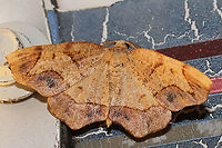 Friendly Probole Moth (Probole amicaria) At a 365nm UV light setup at the edge of a dense mixed forest. <br />
https://www.jungledragon.com/image/98422/friendly_probole_moth_probole_amicaria.html Friendly Probole,Geotagged,International Moth Week,Lepidoptera,Moth Week,Moth Week 2020,National Moth Week,Probole amicaria,Summer,United States,moth,moth week,moths
