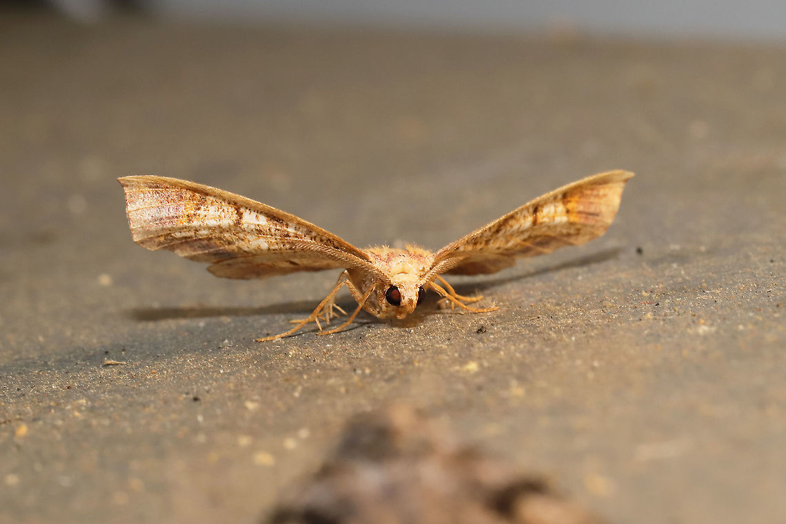 Friendly Probole Moth (Probole amicaria) At a 365nm UV light setup at the edge of a dense mixed forest. <br />
<figure class="photo"><a href="https://www.jungledragon.com/image/98421/friendly_probole_moth_probole_amicaria.html" title="Friendly Probole Moth (Probole amicaria)"><img src="https://s3.amazonaws.com/media.jungledragon.com/images/3231/98421_thumb.jpg?AWSAccessKeyId=05GMT0V3GWVNE7GGM1R2&Expires=1759968010&Signature=p%2F2qIoxrCPiOMJi01WQ%2Fz7y4xRk%3D" width="200" height="134" alt="Friendly Probole Moth (Probole amicaria) At a 365nm UV light setup at the edge of a dense mixed forest. <br />
https://www.jungledragon.com/image/98422/friendly_probole_moth_probole_amicaria.html Friendly Probole,Geotagged,International Moth Week,Lepidoptera,Moth Week,Moth Week 2020,National Moth Week,Probole amicaria,Summer,United States,moth,moth week,moths" /></a></figure> Friendly Probole,Geotagged,International Moth Week,Lepidoptera,Moth Week,Moth Week 2020,National Moth Week,Probole amicaria,Summer,United States,moth,moth week,moths