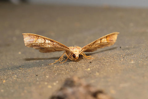 Friendly Probole Moth (Probole amicaria) At a 365nm UV light setup at the edge of a dense mixed forest. 
https://www.jungledragon.com/image/98421/friendly_probole_moth_probole_amicaria.html Friendly Probole,Geotagged,International Moth Week,Lepidoptera,Moth Week,Moth Week 2020,National Moth Week,Probole amicaria,Summer,United States,moth,moth week,moths