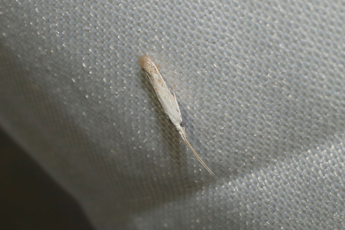 Coleophora querciella At a 365nm UV light setup at the edge of a dense mixed forest Coleophora querciella,Geotagged,International Moth Week,Lepidoptera,Moth Week,Moth Week 2020,National Moth Week,Summer,United States,moth,moth week,moths