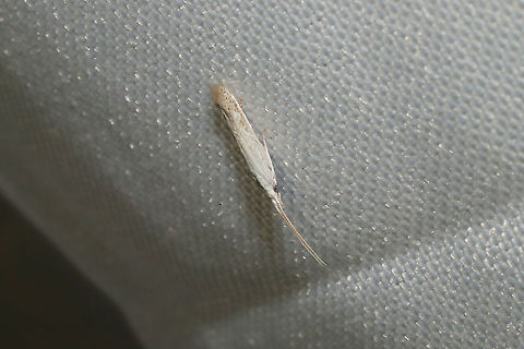 Coleophora querciella At a 365nm UV light setup at the edge of a dense mixed forest Coleophora querciella,Geotagged,International Moth Week,Lepidoptera,Moth Week,Moth Week 2020,National Moth Week,Summer,United States,moth,moth week,moths