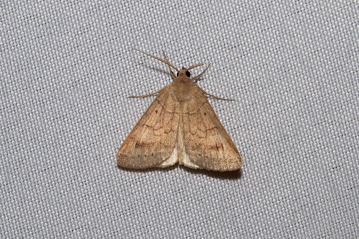 Vetch Looper Moth (Caenurgia chloropha) At a 365nm UV light setup at a dense mixed forest edge. Caenurgia chloropha,Geotagged,International Moth Week,Lepidoptera,Moth Week,Moth Week 2020,National Moth Week,Summer,United States,Vetch looper moth,moth,moth week,moths