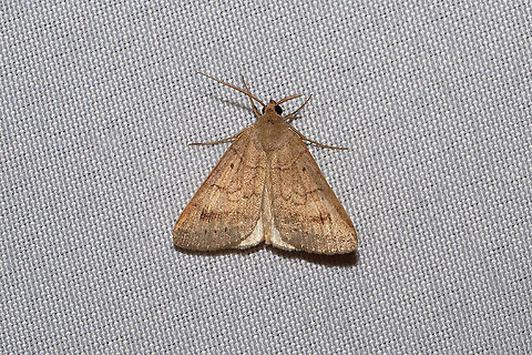 Vetch Looper Moth (Caenurgia chloropha) At a 365nm UV light setup at a dense mixed forest edge. Caenurgia chloropha,Geotagged,International Moth Week,Lepidoptera,Moth Week,Moth Week 2020,National Moth Week,Summer,United States,Vetch looper moth,moth,moth week,moths