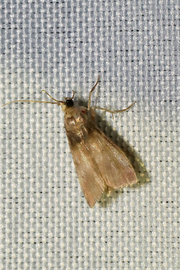 Acrobasis aurorella? At a 365nm UV light setup at a dense mixed forest edge. This is the closest I could find visually. This individual looks a bit worn. Acrobasis aurorella,Geotagged,International Moth Week,Lepidoptera,Moth Week,Moth Week 2020,National Moth Week,Summer,United States,moth,moth week,moths