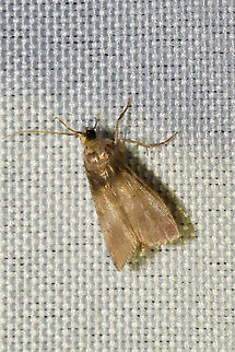 Acrobasis aurorella? At a 365nm UV light setup at a dense mixed forest edge. This is the closest I could find visually. This individual looks a bit worn. Acrobasis aurorella,Geotagged,International Moth Week,Lepidoptera,Moth Week,Moth Week 2020,National Moth Week,Summer,United States,moth,moth week,moths